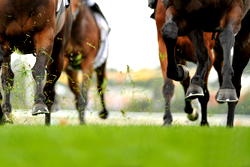 Navigating the World of Horse Racing Betting