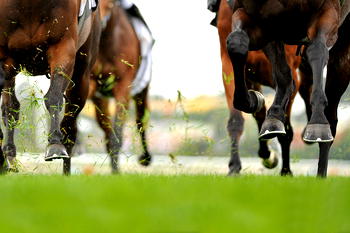 Navigating the World of Horse Racing Betting