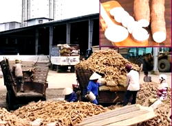 Beyond Garri: Mapping Nigeria’s $1bn path to Cassava derivative exports