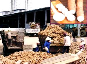 Beyond Garri: Mapping Nigeria’s $1bn path to Cassava derivative exports