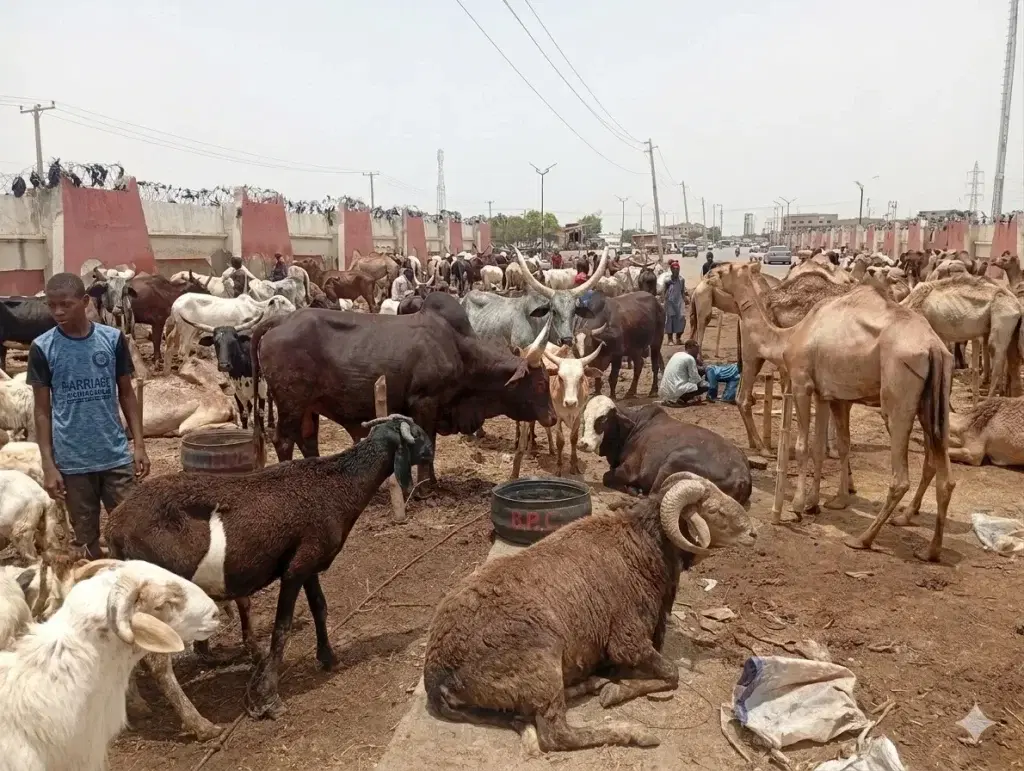 Eid-el-Kabir: Kano ram prices hit N700,000 as sellers lament low patronage
