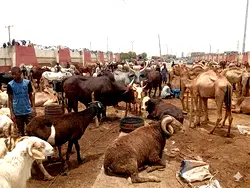Sallah: Sheep prices surge to N1.2m in Nigeria – Report