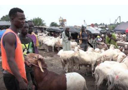 Unrest, fuel costs push up Nigeria Eid sheep prices