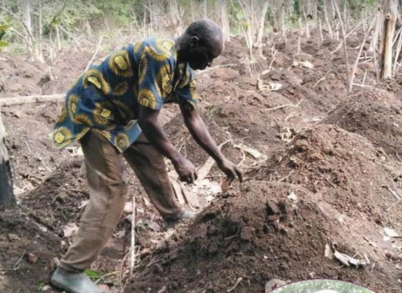 From abundance to scarcity: How climate change is hurting Nigerian farmers