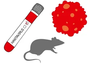 What is hantavirus, deadly infection behind cruise ship deaths explained