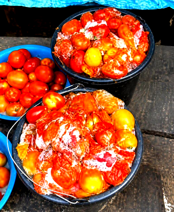 Aproko doctor warns Nigerians against consumption of rotten tomatoes