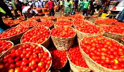 Sallah: Residents Lament Rising Tomato Prices In Lagos Markets