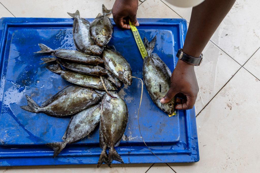 Africa urgently needs more fish farms, says UN