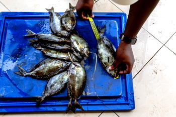 Africa urgently needs more fish farms, says UN