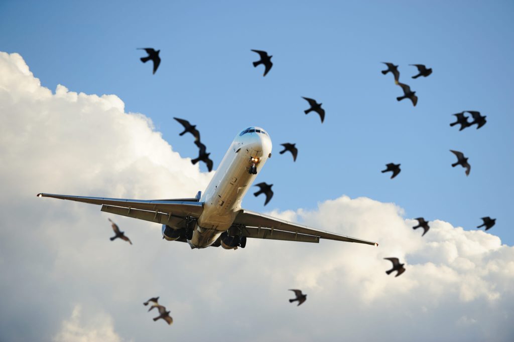 Bird strikes cause costly disruptions for Nigerian airlines