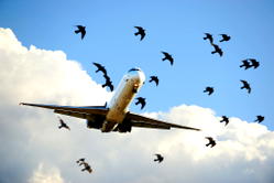When birds strike planes