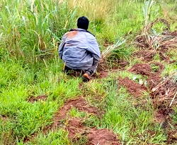 Five years after COVID, open defecation returns with vengeance in Cross River