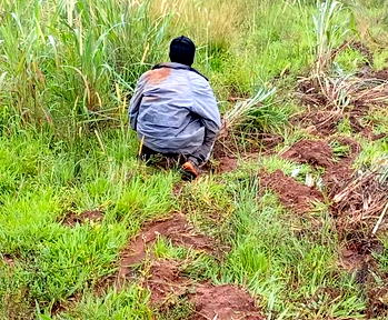 Five years after COVID, open defecation returns with vengeance in Cross River
