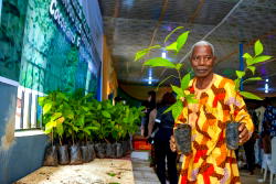 SROL advances Cocoa rehabilitation program, launches plantain rehabilitation