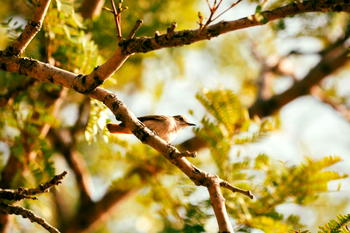Nigeria Nature Photography Awards debuts to celebrate biodiversity, conservation