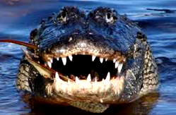 Obeagwe: Anambra riverine community worships alligator as god