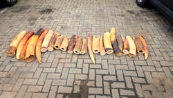 Customs arrest 4 over N126.4m elephant tusks in Ogun, Lagos