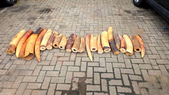 Customs arrest 4 over N126.4m elephant tusks in Ogun, Lagos