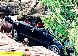 The canopy that became a threat: Calabar’s ornamental trees turn from beauty to danger