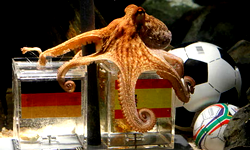 World Cup psychic animals: Remembering Paul the octopus