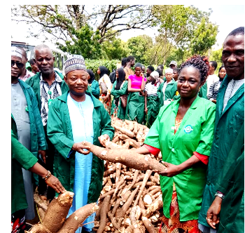 Kwara Poly begins commercial cassava harvest, targets higher revenue
