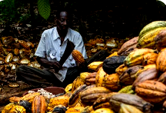 Can Agriculture Replace Crude? Experts reveal path to Nigeria’s export revival