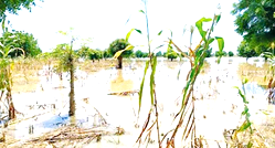 Farmers in tale of woes over flooding