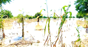 Farmers in tale of woes over flooding