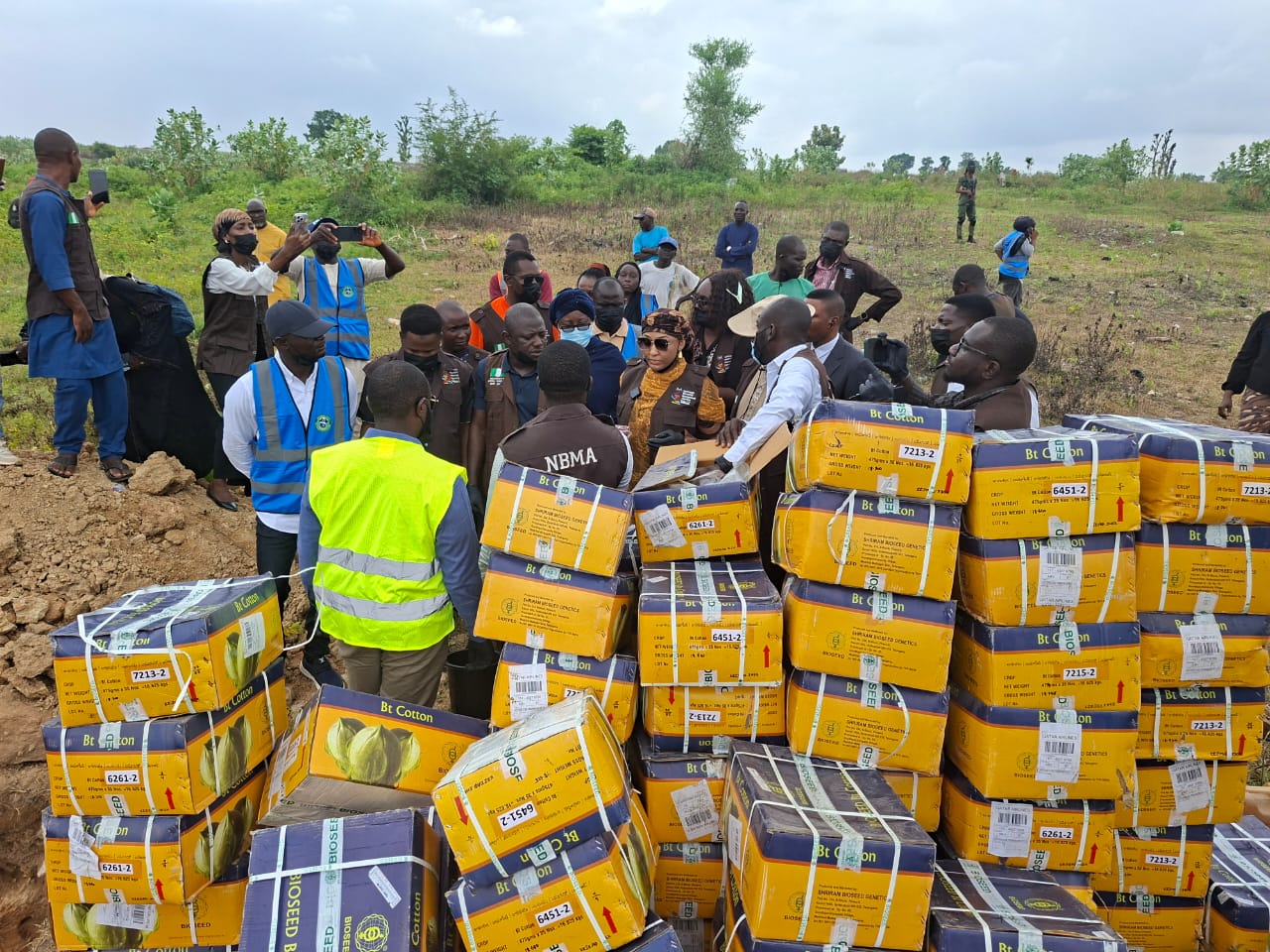 NBMA destroys N40m unauthorised transgenic cotton seeds
