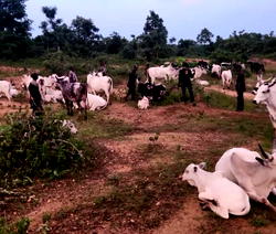 Kogi recovers 1,000 rustled livestock from late Battijo, other bandits
