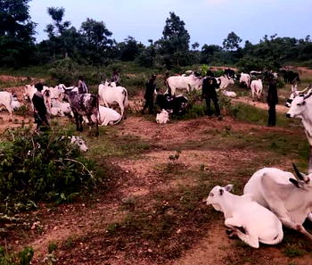Kogi recovers 1,000 rustled livestock from late Battijo, other bandits