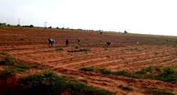 Delayed rainfall, low food prices stall farming activities in Yobe