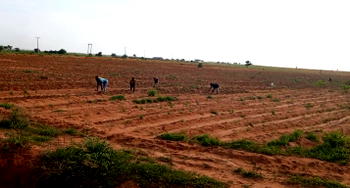 Delayed rainfall, low food prices stall farming activities in Yobe