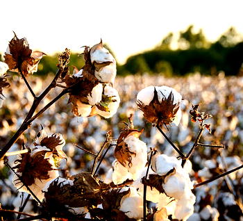 Seeds of Revival: Why Nigeria’s cotton farmers need stronger institutional backbone