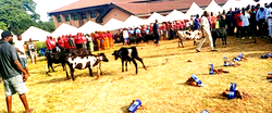 Oke-Aku, a celebration that unites Ezza people of Ebonyi