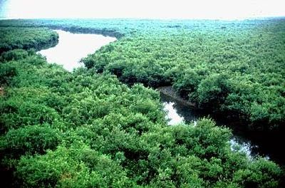 The importance of Nigeria investing in the preservation of mangroves