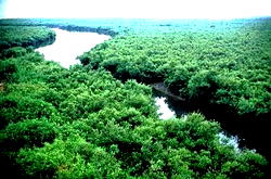 Why Nigeria must invest in mangroves preservation