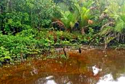 Uncertainty trails Bayelsa oil spill as community counts losses