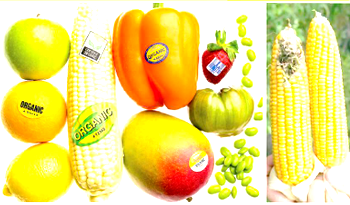 More controversy trails GMO adoption in Nigeria’s agro food system