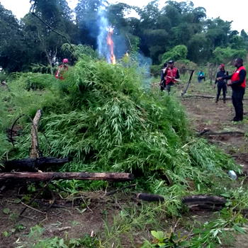 NDLEA destroys 4.6 tonnes of suspected cannabis farms in Edo