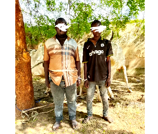 Bribe fails as Bauchi police arrest two over cattle rustling
