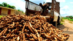 Bridging the Capital Gap: How cassava processors can become investment-ready