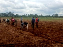 Abia AFAN targets 20,000 tonnes of soybean, moves to crash poultry feed cost