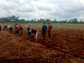Abia AFAN targets 20,000 tonnes of soybean, moves to crash poultry feed cost