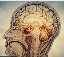 Que se passe-t-il dans votre cerveau après 50 ans ?
