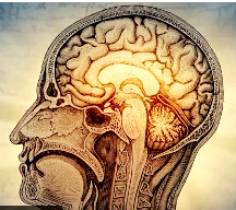 What happens to your brain after 50?