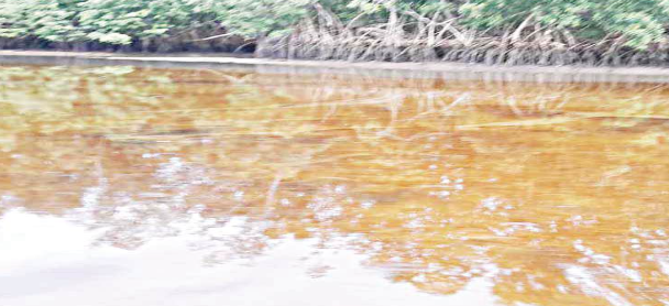 Oil spill chokes Nembe Creek communities as residents seek intervention