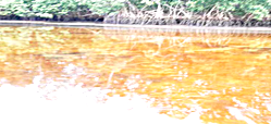 Oil spill chokes Nembe Creek communities as residents seek intervention