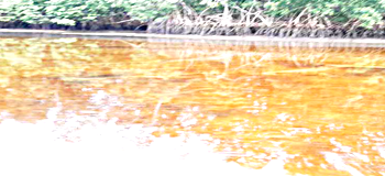 Oil spill chokes Nembe Creek communities as residents seek intervention