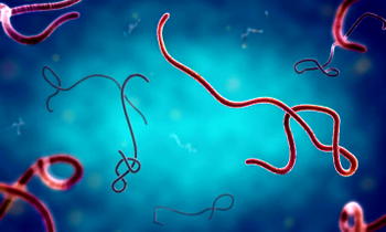 Nigeria confirms first Ebola case is Bundibugyo strain